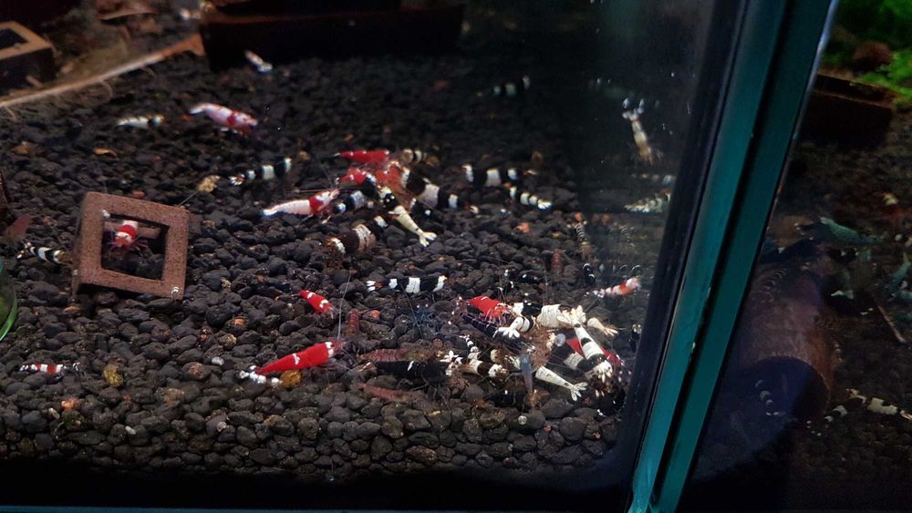 Krewetki Caridina Mix