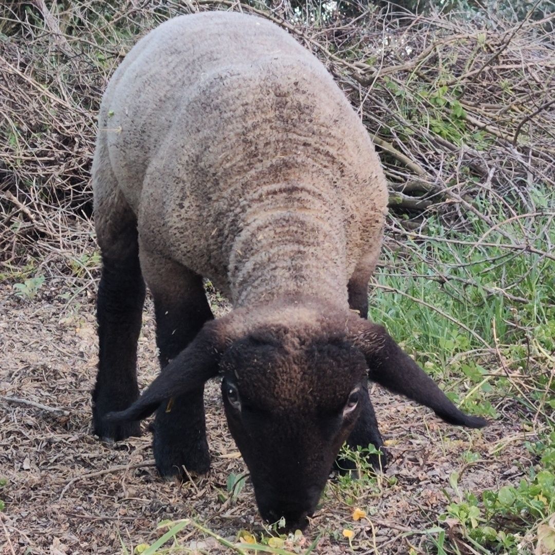 Borrego Suffolk Puro