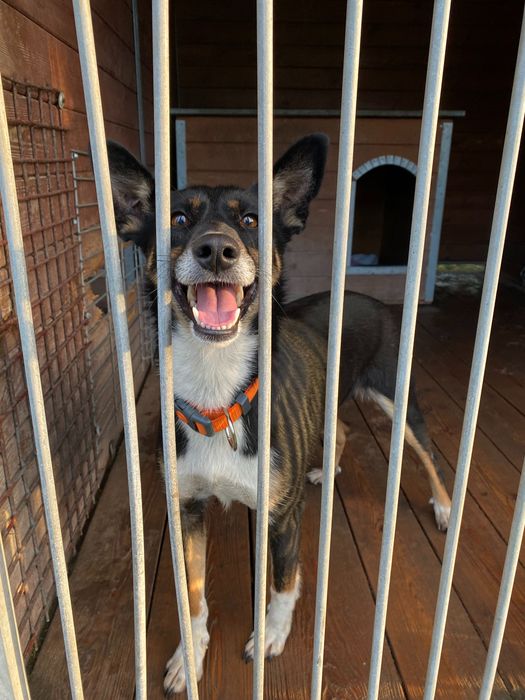 Pola suczka do adopcji Kalisz Wrocław Poznań Łódź