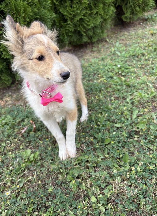 Owczarek Szetlandzki Szeltie suczka paszport