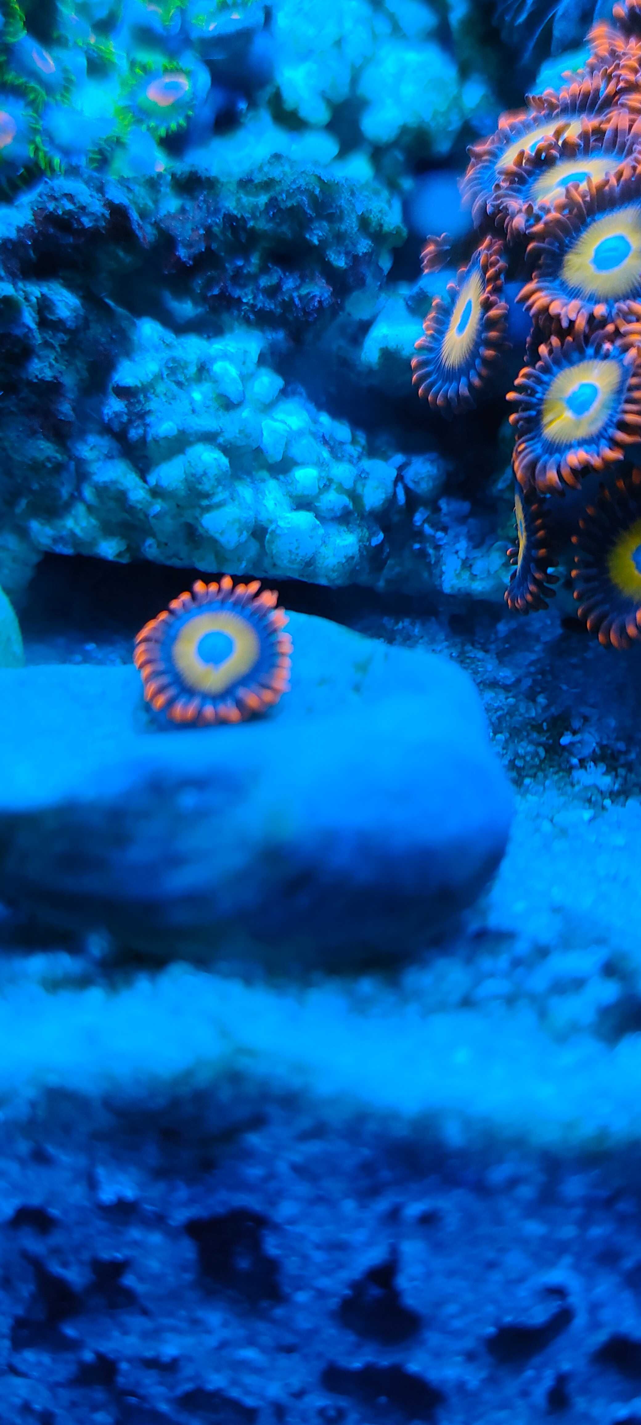 Zoanthus Blonde B