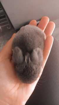 Rezerwacja Mini Lop