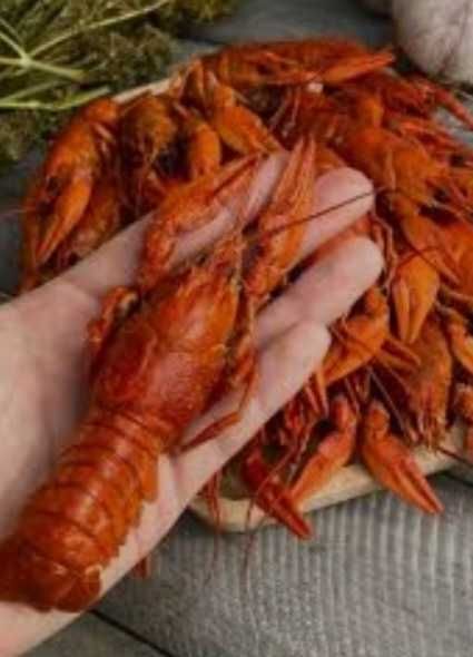 Продам живые раки та варимо класика