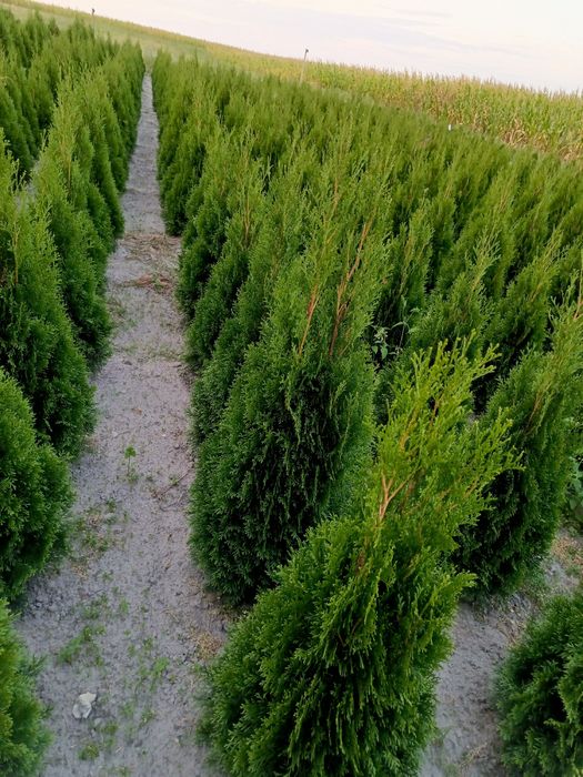 Wyprzedaż! Tuje/tuja szmaragd kopane z gruntu.