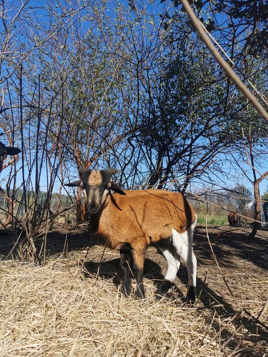 Tryki młode, baranki kamerunske