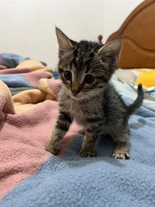 Adoção responsável gatinhos