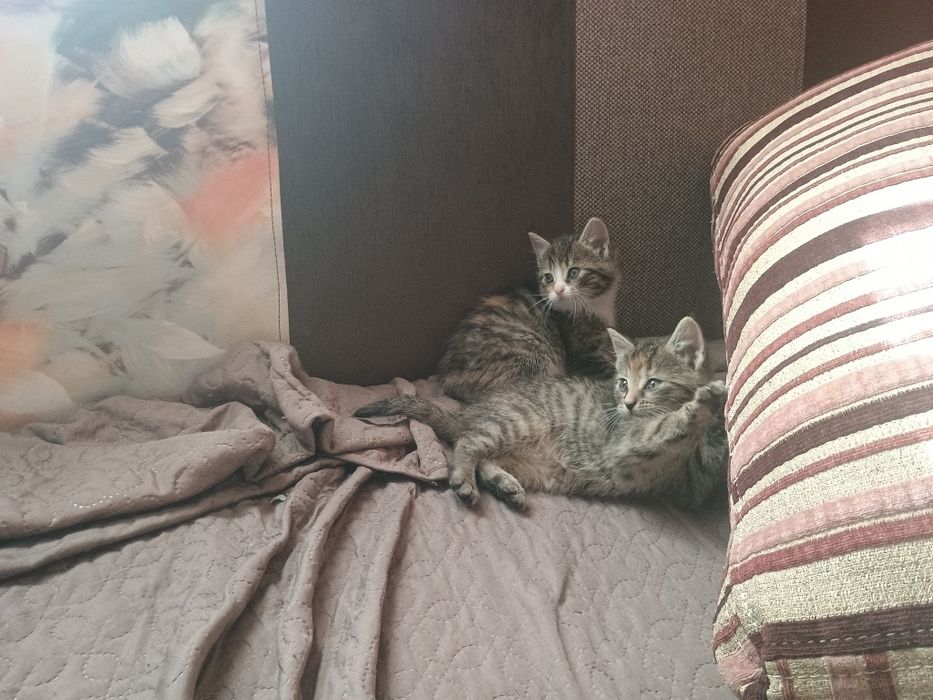 Oddam kotki w dobre rece
