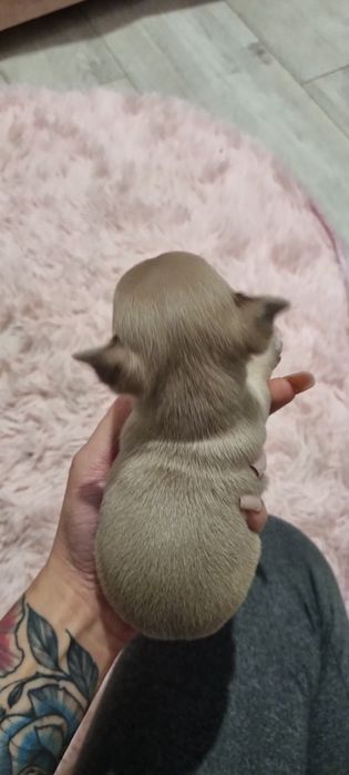 Chihuahua xs fawn  samiec rezerwacja do niedzieli