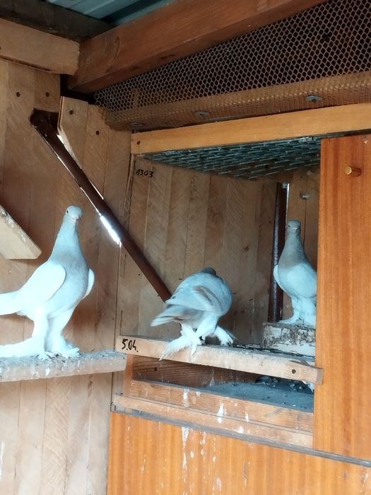 Blawindry ,blauwindry, gołębie ozdobne