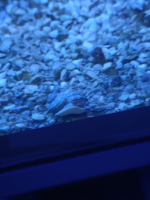 Ślimaki do akwarium morskiego