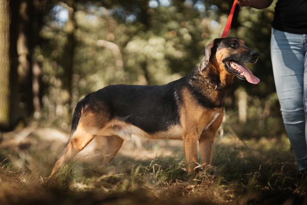 Szefuńcio - pies o myśliwskim sercu ADOPCJA