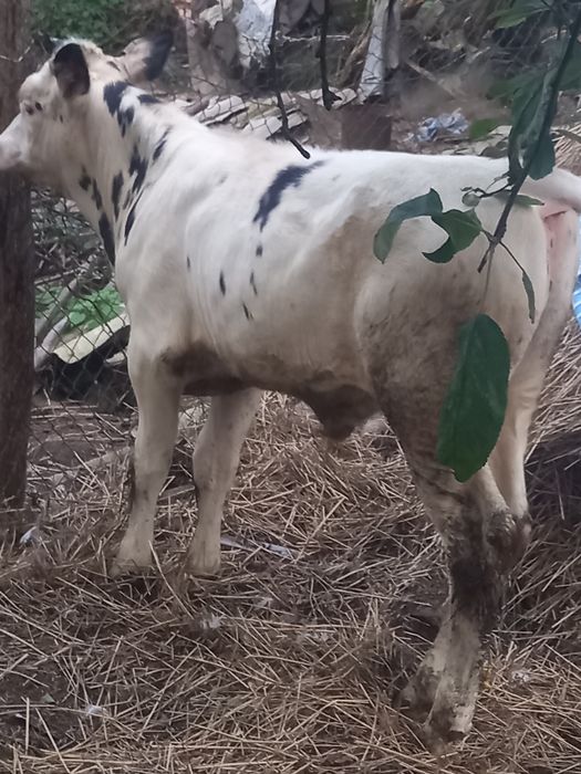 Продам бичка  Яворівський район с.Чернилява