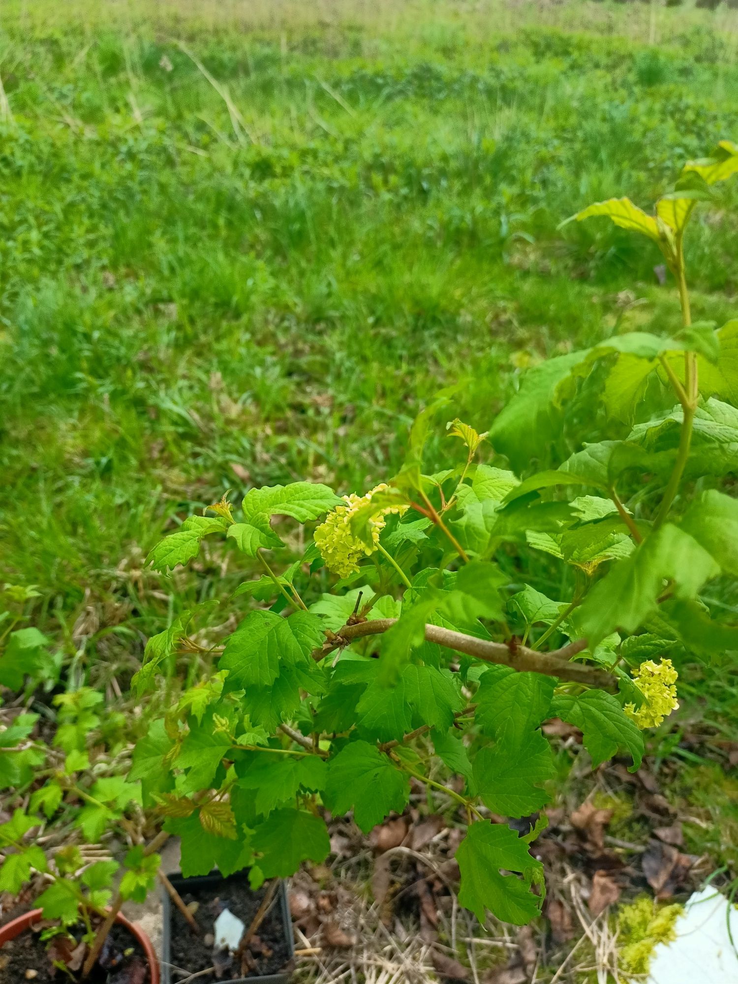 Sadzonki kaliny w doniczce