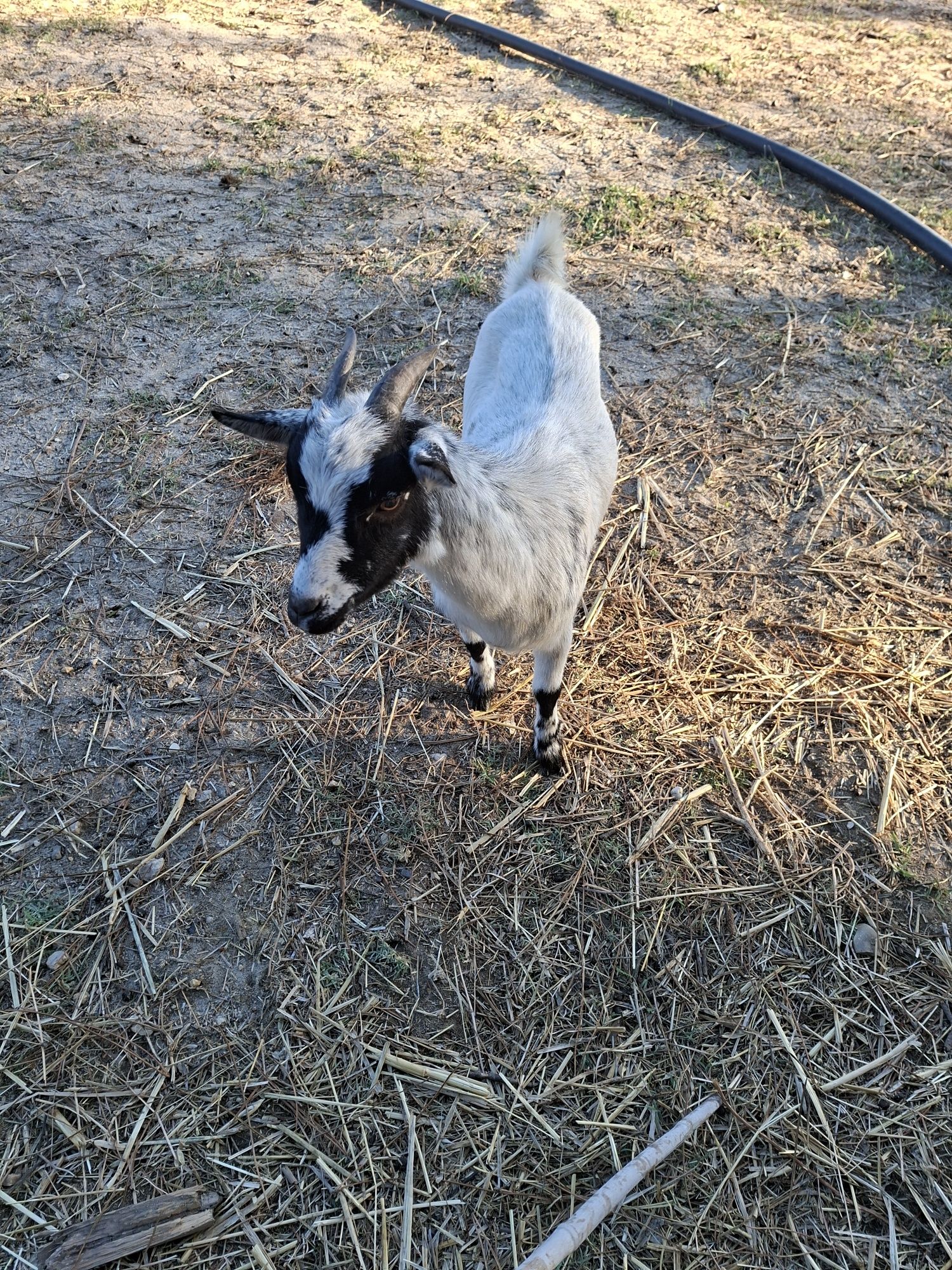 Cabras anãs / Bode