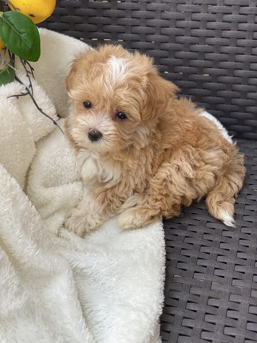 Шикарні міні мальтипу