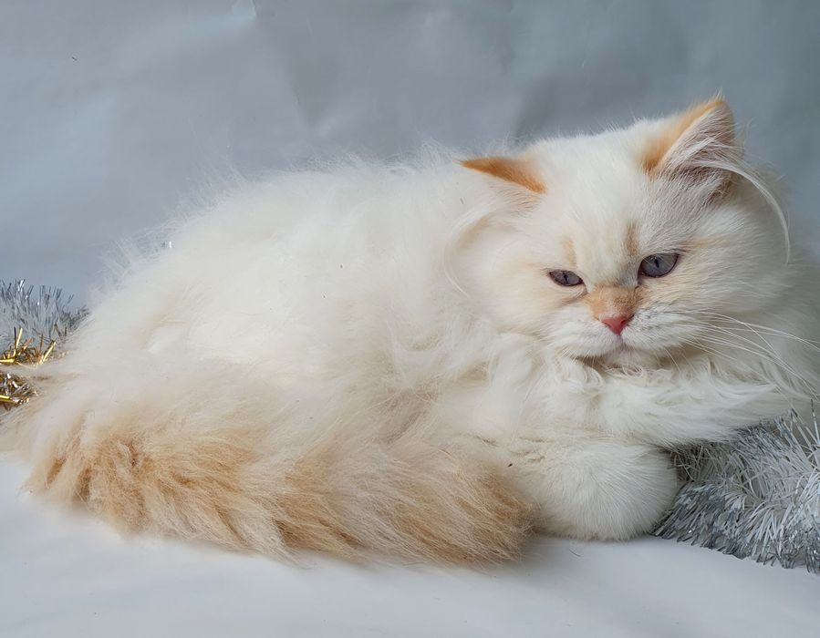 Харьков Котик голубоглазый, клубный, вакцинирован. Котята, котенок, ко