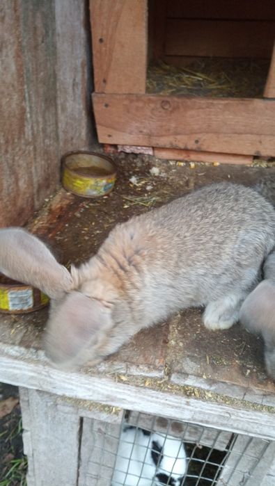 Продам кроликів Фландер.