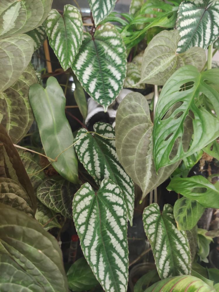 Cissus discolor pędówki 3