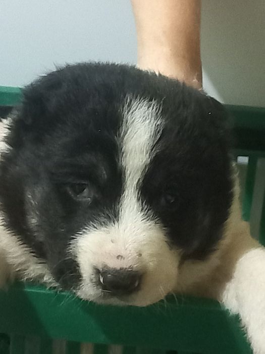 Цуценята САО продам