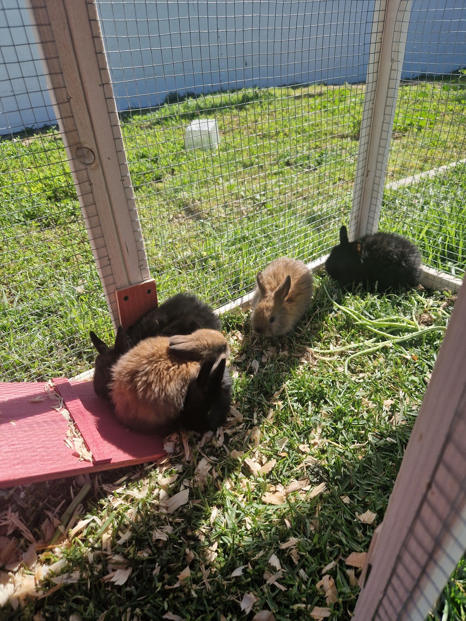 Coelhos anao castanho e preto