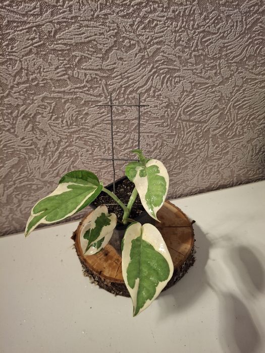 Кімнатні рослини