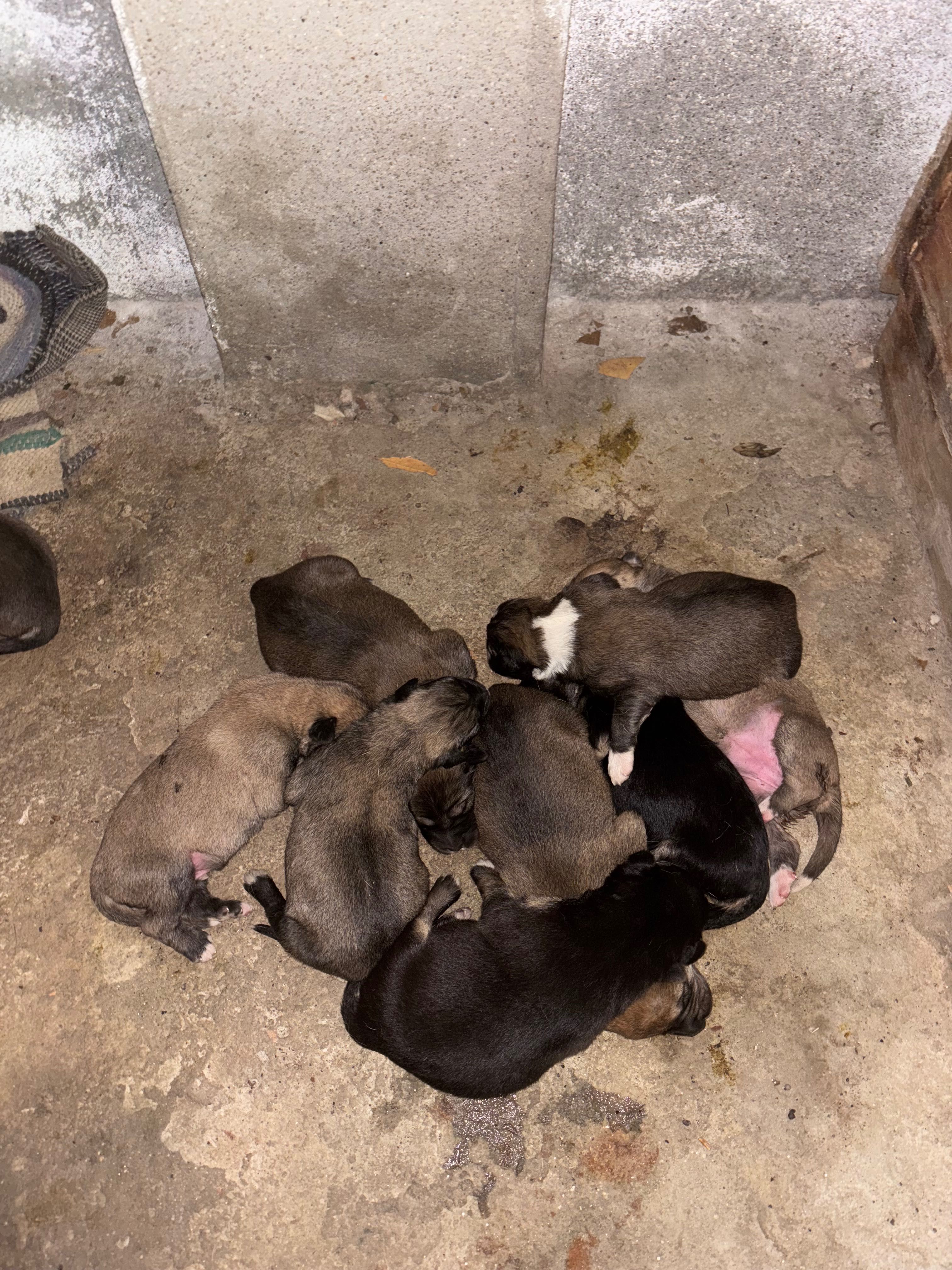 Cães GRATUITO para adoçao