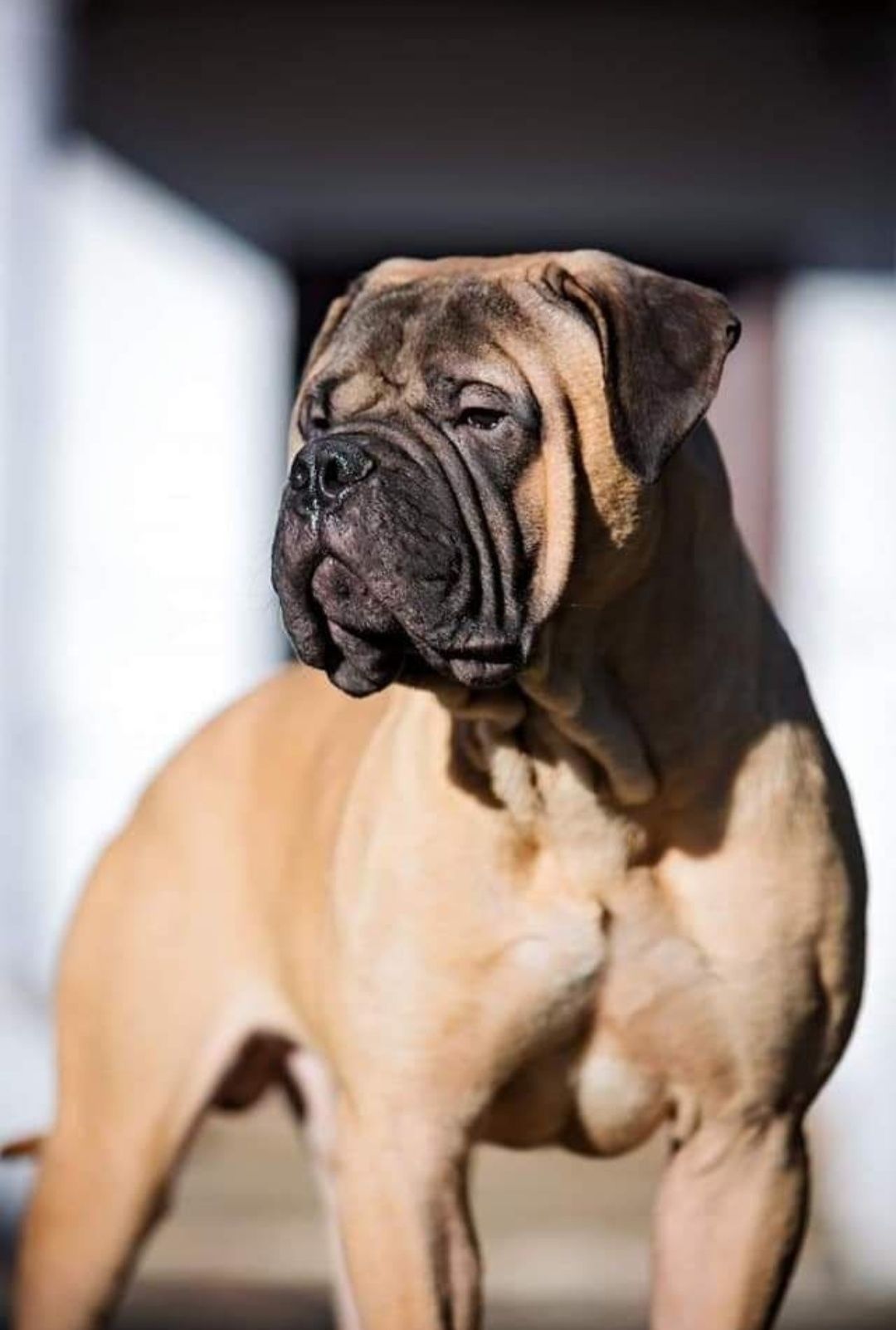 Bullmastiff - zapowiedź szczeniąt
