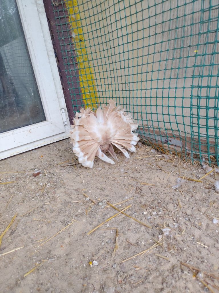 Gołębie pawik pawiki pawie