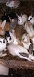 Vendo coelhos caseiros