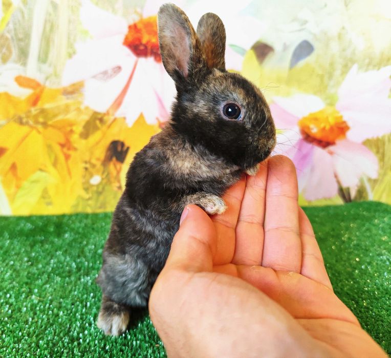 PIĘKNE Mini Lop królik miniaturka karzełek rex baranki teddy