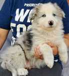 *Border Collie* niebieskooki piesek Gotowy do odbioru