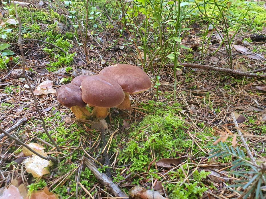 Grzyby marynowane krojone Atest grzyboznawcy