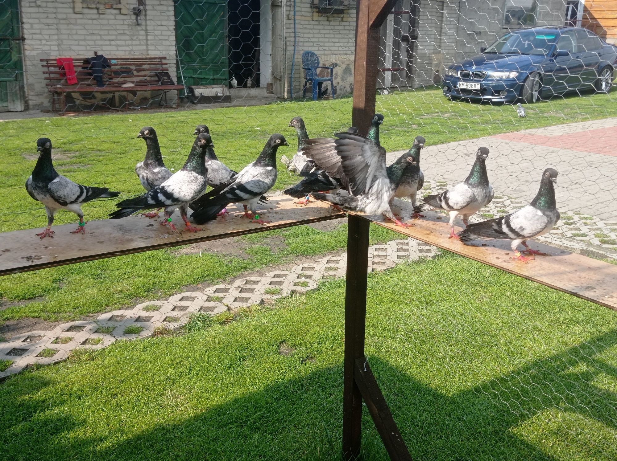 Sprzedam gołębie deresze
