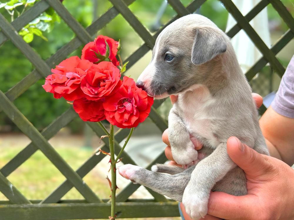 Whippet chart angielski