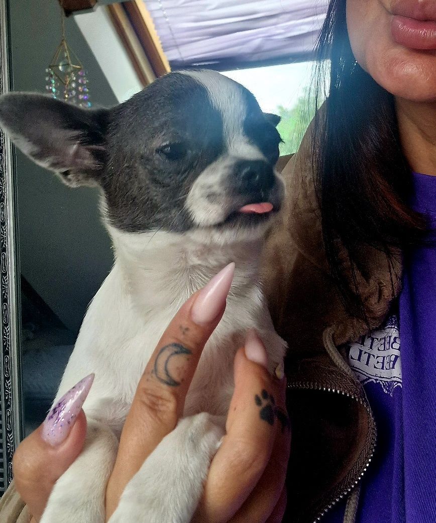 Chihuahua piesek samiec niebiesko biały krótkowłosy