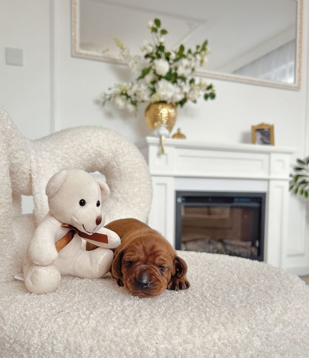 Piękny „RADZIO”  Jamnik piesek miniaturka rudy