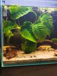 Anubias roślina akwariowa duży