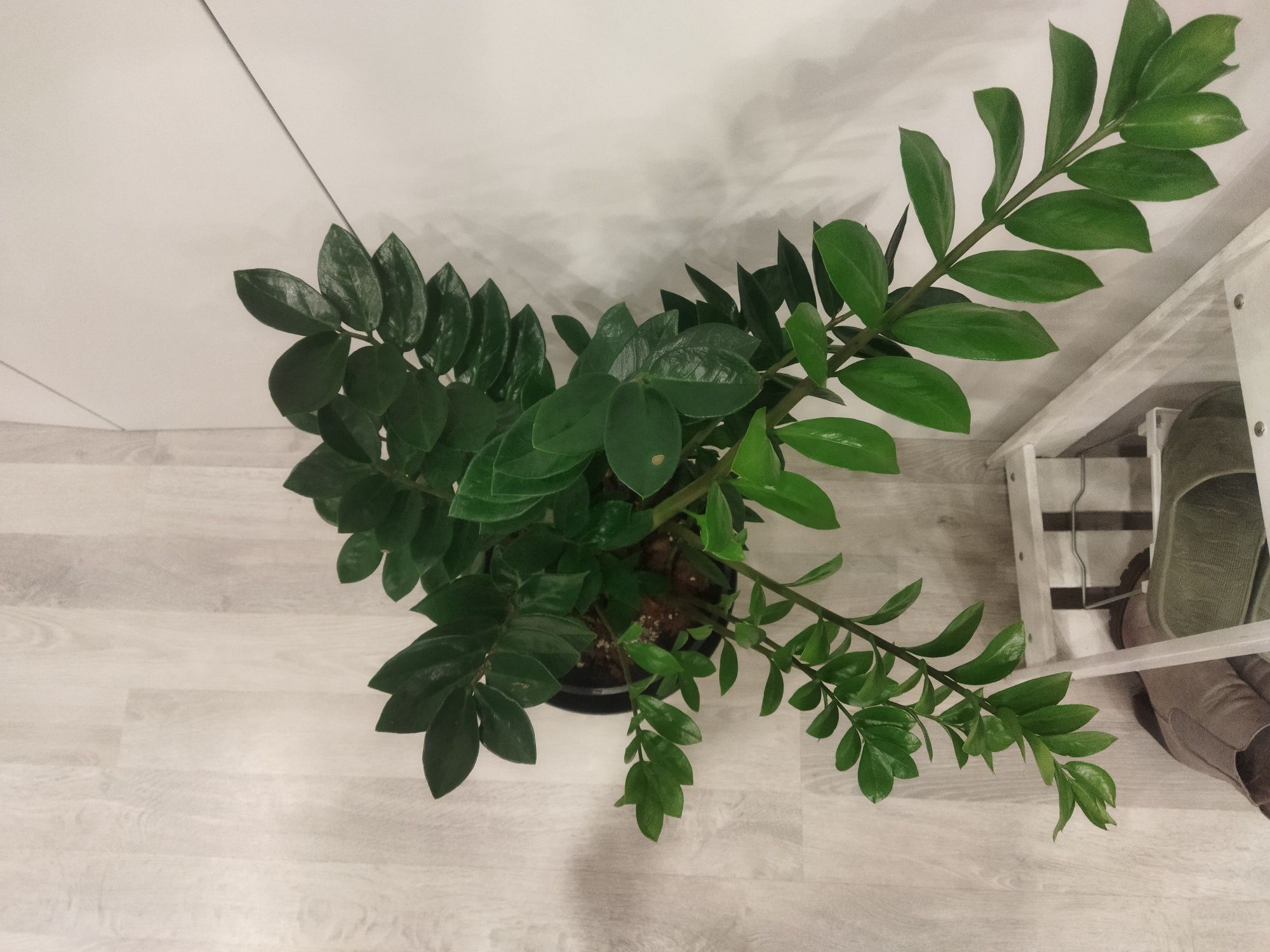 Заміакулькас Zamioculcas Замиакулькас Денежное дерево Доларовое