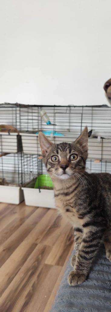 Do pilnej adopcji kocurek kociak Miron