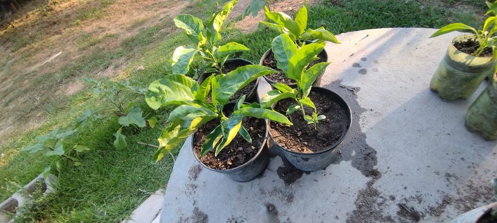 Pés Maracujá Gigante