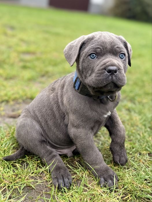 Cane Corso samiec z rodowodem