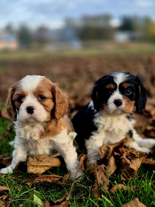 Cavalier King Charles Spaniel chłopaki