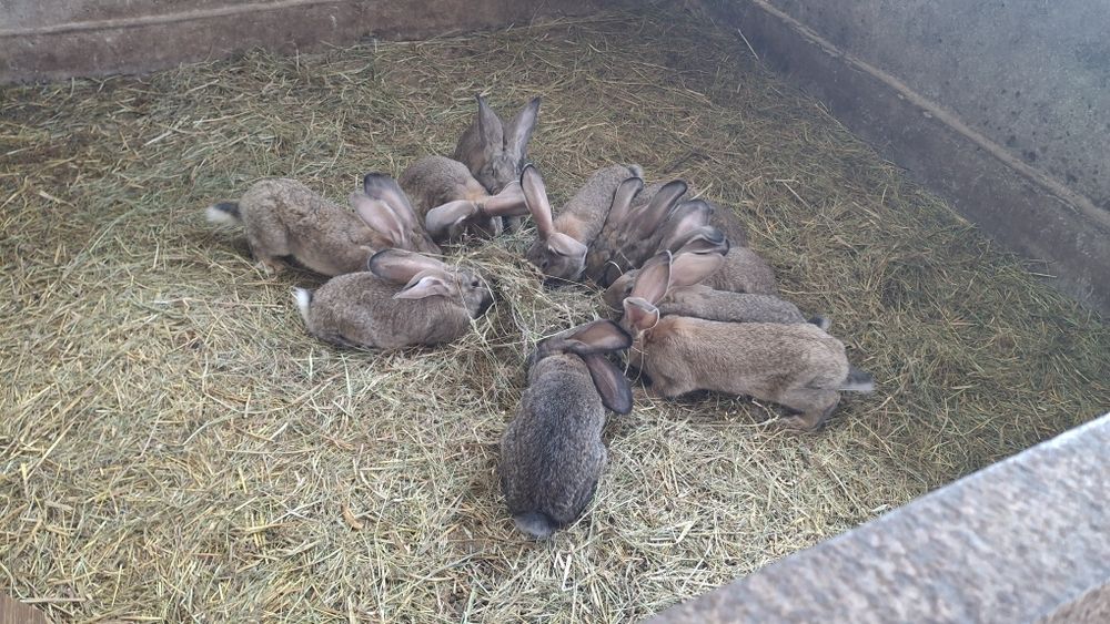 Króle z własnej hodowli