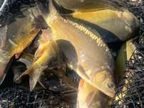 Karp zarybieniowy, kroczek 3-5 szt./kg Narybek 15-20 szt./kg