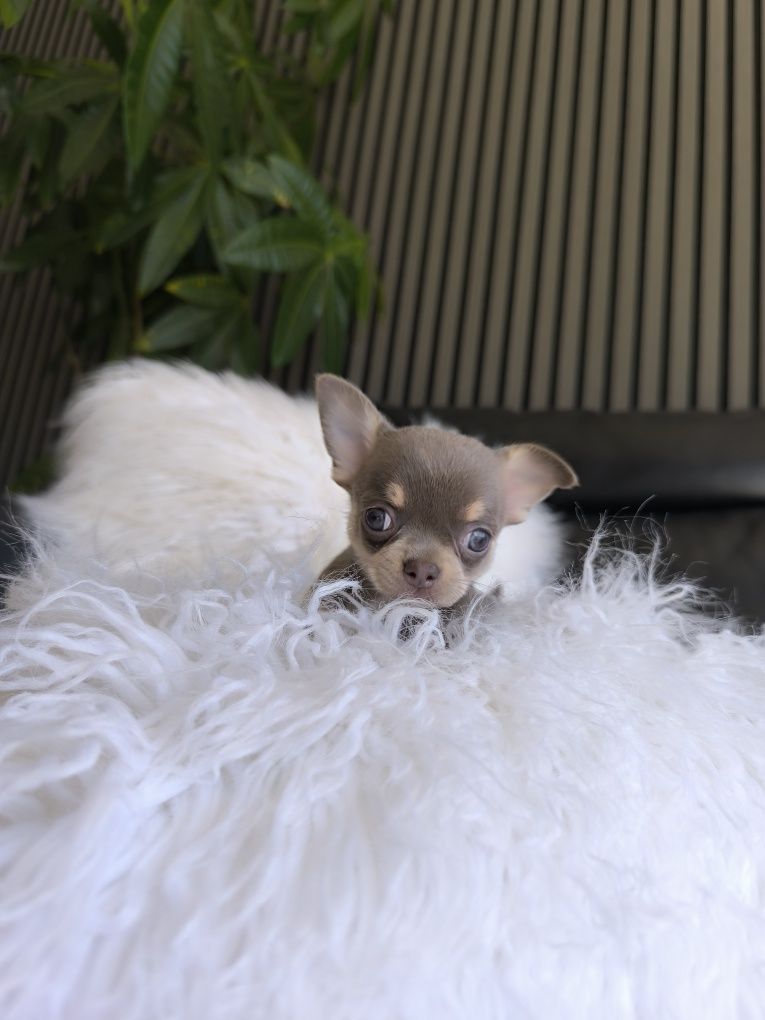 Chihuahua mini. Menina Lilac Tan.Cabeça de maçã. Perfeita!