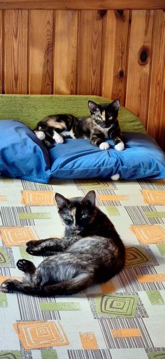 Przepiękna mała szylkretowa kotka do adopcji