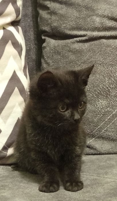 Кішечка  шукає люблячу родину