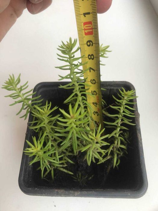 Очиток (седум) Angelina, Coral Carpet