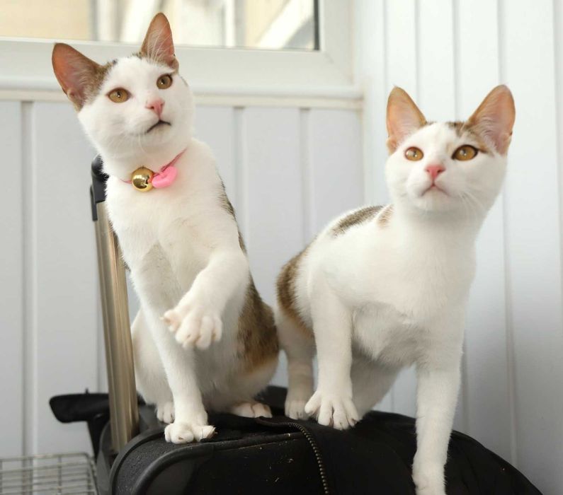 Даник в добрые руки!