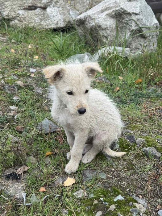 Віддам безкоштовно